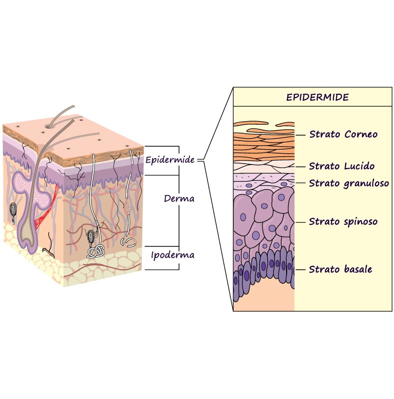 strati della pelle, la melanina viene proditta nello strato basale dell'epidermide